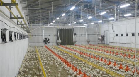 Poultry Raising Equipment | Xingyi