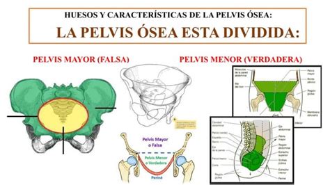 Pelvis Y Perin Ppt