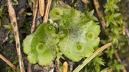 Leafy liverwort | plant | Britannica.com