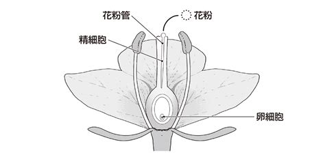 【中3理科】「植物の生殖」 映像授業のtry It トライイット