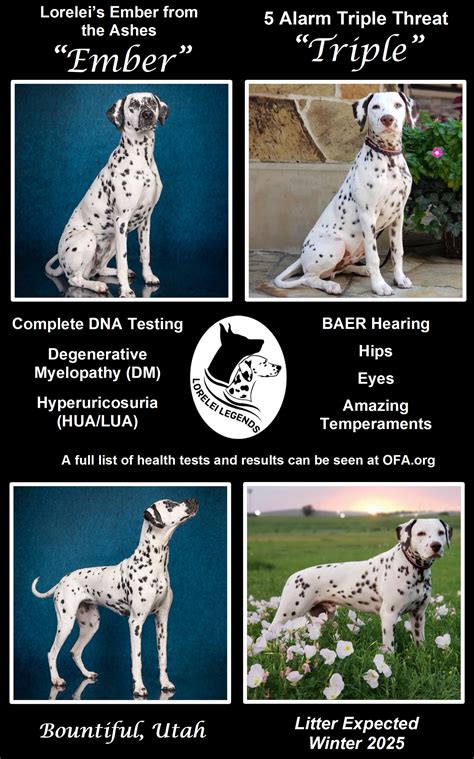 Available Puppies – Lorelei Legends