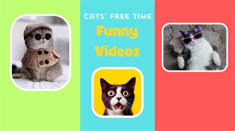 😹funny Cat Videos🐈 In Their Free Time 🙀🧶🐁 Try Not To Laugh 🤣🤣 Youtube