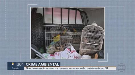 Dois homens são presos por crime ambiental em BH MG1 G1