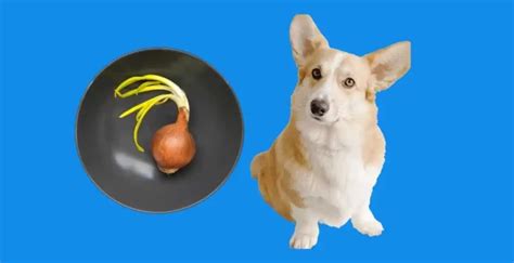 Can Dogs Eat Onions? Do They Cause Anemia?