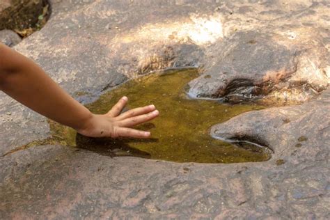 Huellas de dinosaurio carnívoro estampadas en piedra arenisca