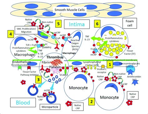 Arterial Inflammation And Thrombus Formation [1] Arterial