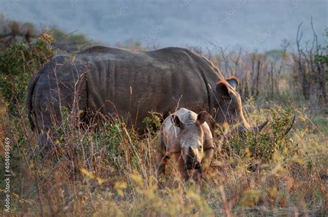 Rare And Endangered Cute White Rhino Calf And Its Mother Grazing Grass