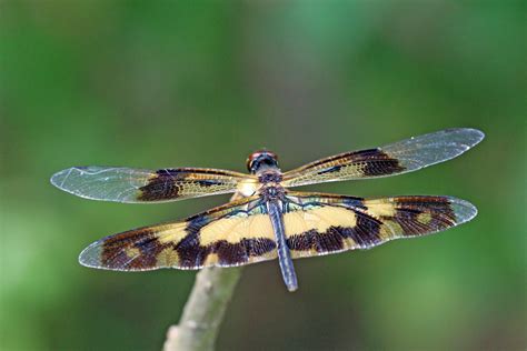 Common Picture Wing Rhyothemis Variegata Female Kerala Flickr