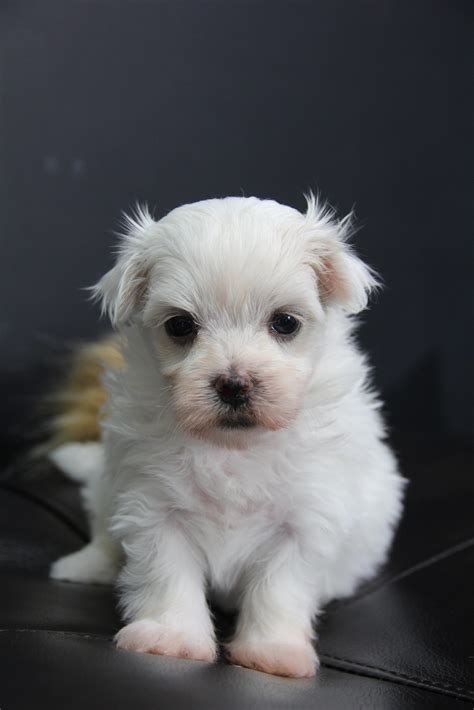 Dixie -Female Maltese | Family Dog Puppies