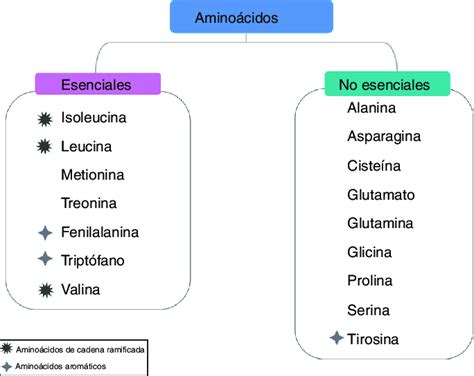 Ejemplos De Aminoacidos