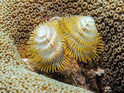 Spirobranchus Giganteus Christmas Tree Worms Stock Photo Image Of