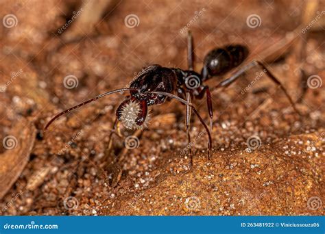 Adult Trap Jaw Ant Stock Photo Image Of Foliage Carrying 263481922