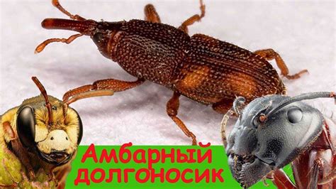 Как избавиться от долгоносиков в квартире на кухне: способы и методы ...