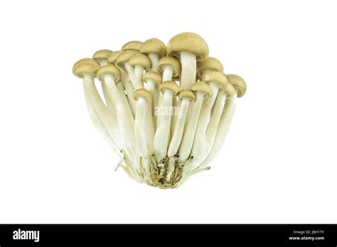 Japanese Brown Beech Mushrooms Buna Shimeji Isolated On White Stock