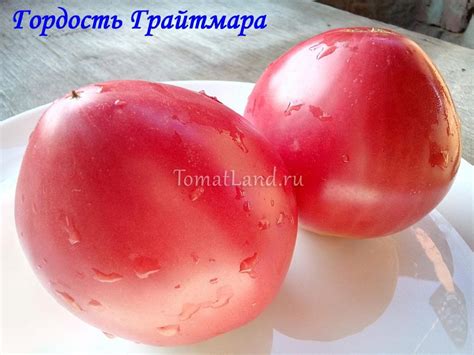 Томат Гордость Грайтмара: описание сорта, фото, отзывы | tomatland.ru