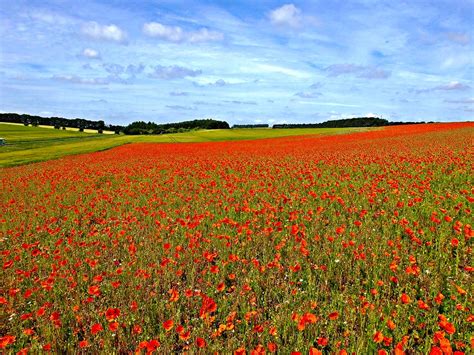 Poppy Fields Near Great Massingham In Norfolk Countryside… Flickr