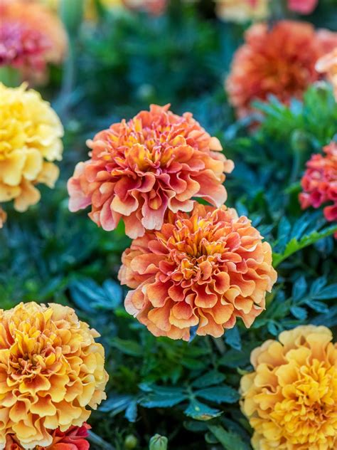 Marigold Strawberry Blonde Flower Seeds Burpee