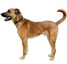 Kombai Dog Price in India in 2023 | lifespan, Weight, Temperament