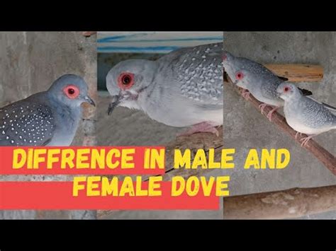 Diamond Dove Male Female Diffrence How To Identify Male And Female In