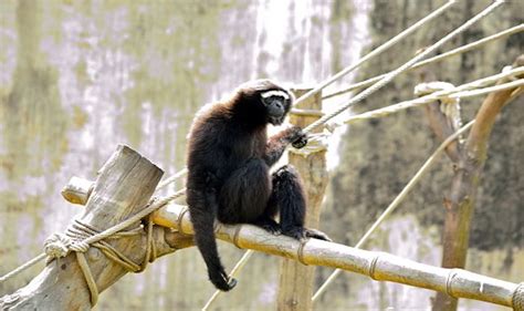 Hoollongapar Gibbon Sanctuary Home To Indias Only Ape Species