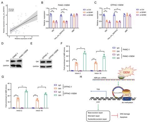 Gemcitabine Induces Hsa Circ 0007919 Expression Through Enhancing