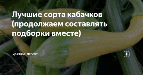 Лучшие сорта кабачков (продолжаем составлять подборки вместе) | уДачный ...