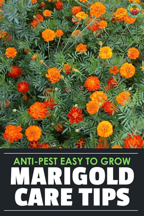 Marigolds Pleasing Prolific Flowers That Naturally Repel Pests Epic Gardening