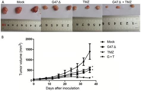 Synergistic Inhibitory Effect Of G47Δ And Tmz On Breast Cancer Cell Download Scientific Diagram