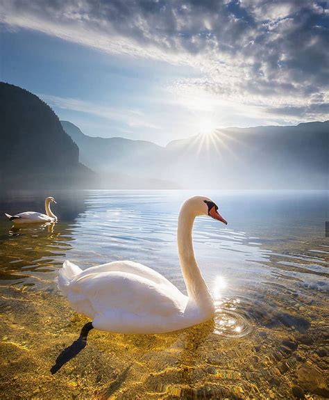 720p Descarga Gratis Lago De Los Cisnes Bonito Lago Montaña