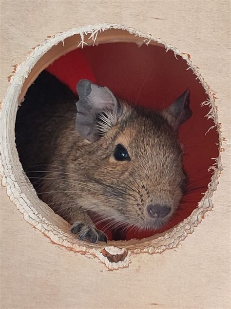 Degus Suchen Ein Neues Zuhause Degu Schweiz