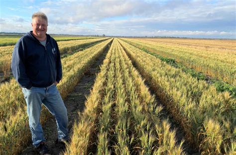 Anvil Wheat Drops For Low Rainfall Areas Pacific Seeds