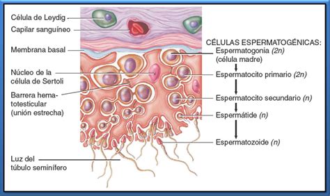 Testículos Biopsicosalud