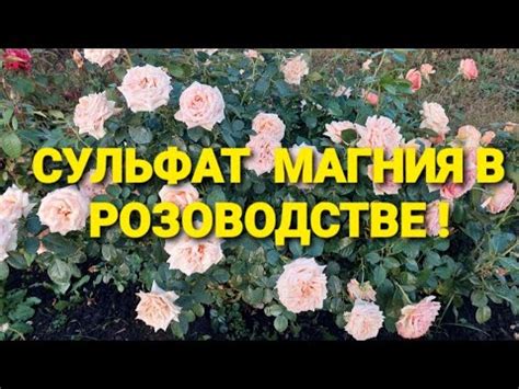 Мысли вслух.Часть3. Сульфат магния для роз! - YouTube
