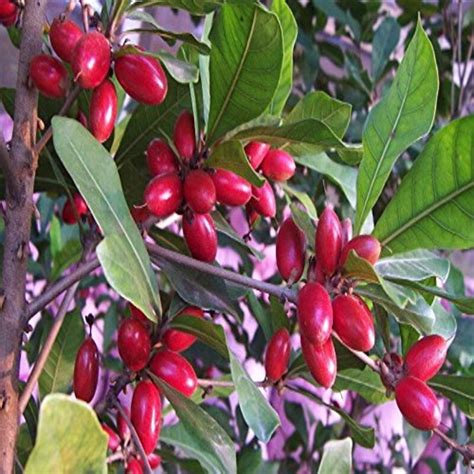 Miracle Fruit Plant – GardenMaster