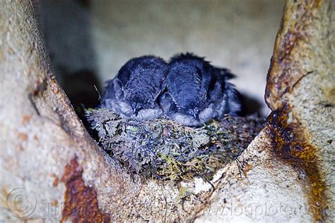 Baby Birds in Nest