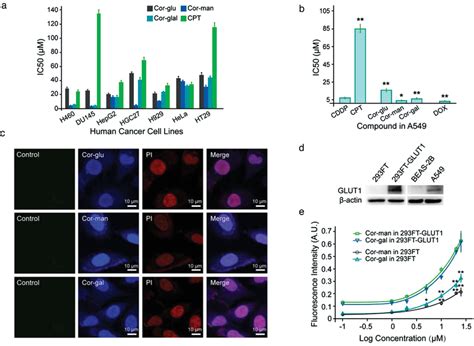 In Vitro Anticancer Activity And Glut1 Dependent Cell Uptake Of