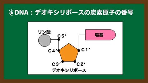 「高校生物教科書解説」dnaの構造と複製のしくみをわかりやすく解説｜高校生物の学び舎