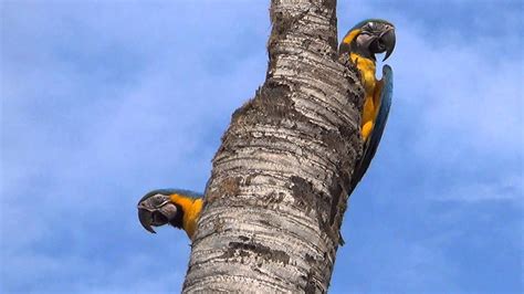 Blue And Yellow Macaw In The Nest Ara Ararauna Arara CanindÉ Ara