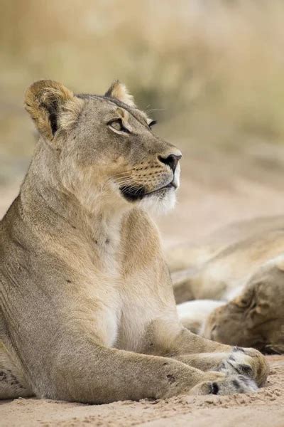 Close Up Of A Lioness Lying Down To Rest On Soft Kalahari Sand Stock