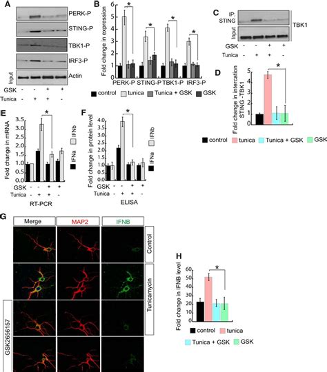 Aberrant Er Stress Induced Neuronal Ifnβ Elicits White Matter Injury