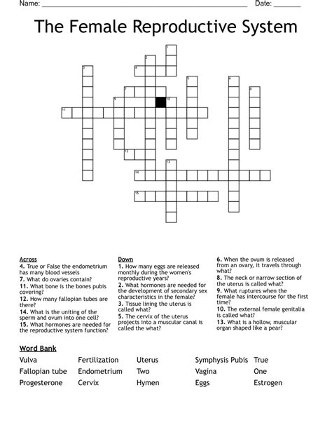 The Female Reproductive System Crossword Wordmint