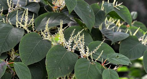 How To Identify Japanese Knotweed Property Road