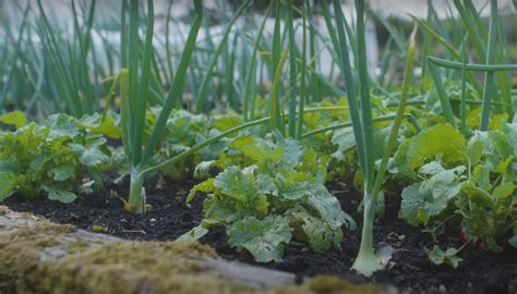 Intercropping examples – Hobby Farm Basics