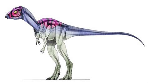 Micropachycephalosaurus 20 Kilogramos De Dureza Dinosaurios