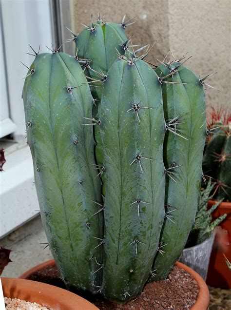 Myrtillocactus 1 Neira Magic B Flickr