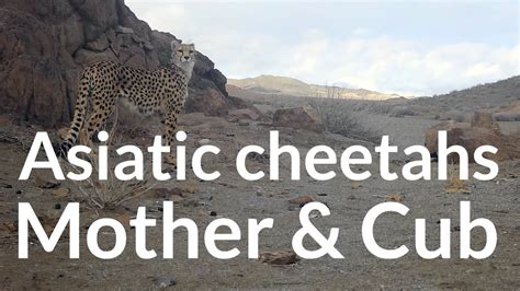 Asiatic Cheetahs Mother Cub Youtube