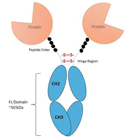 Recombinant Human Nkg2d Fc Fusion Protein Kerafast