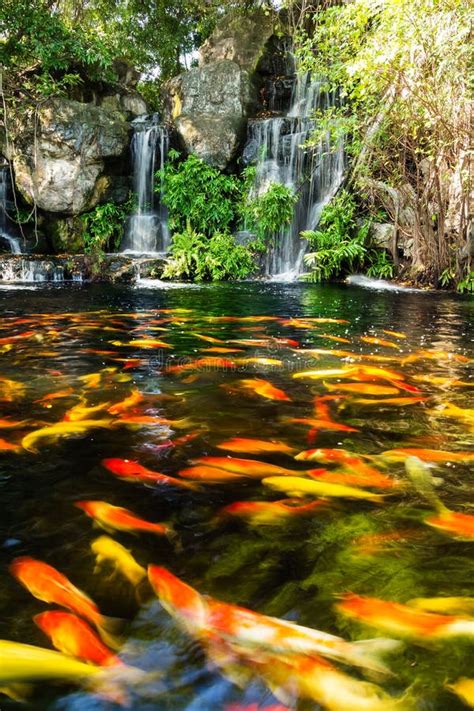 Waterfall With Koi Fish Pond