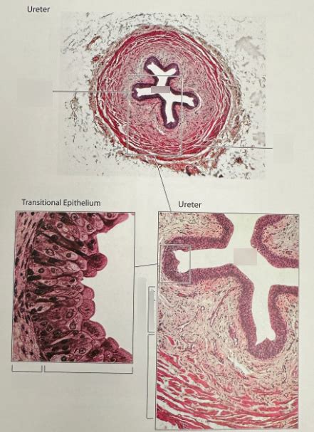 Ureter Histology Diagram Quizlet