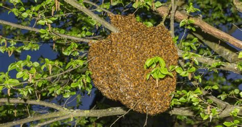 How To Report A Honeybee Swarm In East Jefferson County Ejbees East